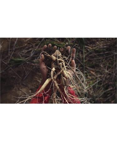 Auragin Korean Red Ginseng Tablets - 100% Authentic 6-Year Roots from Korea - Buy Online on GoSupps.com