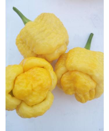 CHilli SEED-TRINIDAD SCORPION YELLOW+CHOCOLATE+MUSTARD