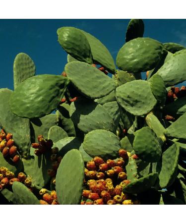 Cactus Syrup Mathieu Teisseire for drinks cocktails with or without alcohol sodas 70cl bottle - Buy Online on GoSupps.com