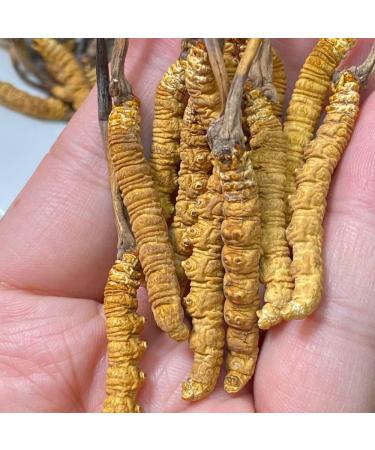 Cordyceps Sinensis 100% Wild Cordyceps Whole Himalyan Cordyceps Sinensis Mushroom 100% Dong Chong Xia Cao Chinese Caterpillar Fungus winterworm Summerherb (5g) 1 count (Pack of 1) - Buy Online on GoSupps.com