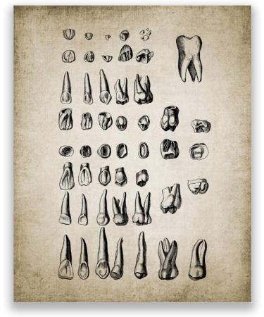 Buy Vintage Human Teeth Medical Poster - Dental Clinic Wall Art Decor | Educational Canvas Print 15.7x23.6 (40x60cm) - International Shipping Available - Buy Online on GoSupps.com