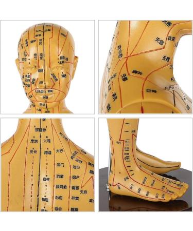Human Acupuncture Template - Traditional Chinese Medicine Meridian and Acupoint Teaching Model - Man and Woman Acupuncture - Includes Hands Feet Ears - Buy Online on GoSupps.com