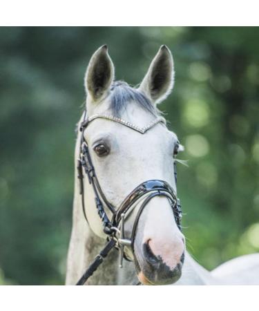 Buy Start Wodenhringriemen Horse Glitter Headband - Leather Diamond Stirrup Strap for Warmblood Thoroughbred & Pony - Black/Shimmering - Buy Online on GoSupps.com