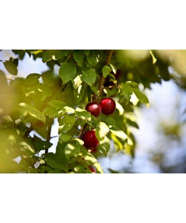 SIGI Azienda Agricola REDCURRANT Jam | Free of Food Dyes Preservatives and Additives | 100% Artisanal and Natural | Handmade and Made in Italy | Jar 220gr. - Buy Online on GoSupps.com