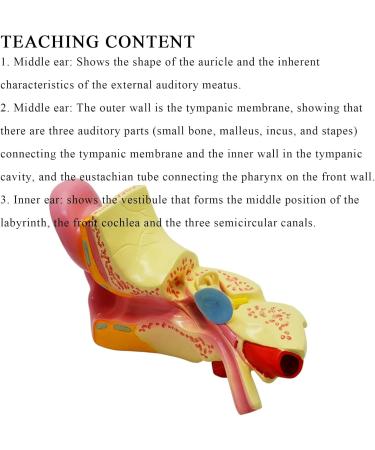 Ear Anatomy Magnified Model Biological Teaching 5 Times Natural Large Cochlea Model External Middle and Inner Ear Demonstration Teaching Aids - Buy Online on GoSupps.com