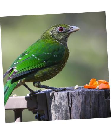 Angoily 300 Pcs Pigeon Anklet Duck Oyster Shell for Pigeon Identification Ring Network Management Bayonet 1.3X1.3CMx3pcs Blackx3pcs - Buy Online on GoSupps.com