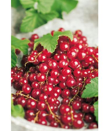 Buy Red Currant 'Rovada ' Bush in Container - Ideal for Home Gardens | Fast International Shipping - Buy Online on GoSupps.com
