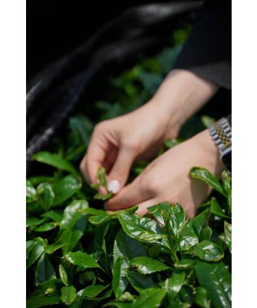 Senzo Matcha Senzo Ceremonial Grade Matcha 100 Natural Ceremonial Grade Premium Matcha Powder 30g Premium Japanese Green Tea Powder 30g Japanese Green Tea 100 Pure Green Tea Powder - Buy Online on GoSupps.com