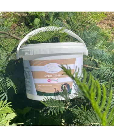 Prince Equin - SPIRULINE - Horse nutritional supplement - Bucket 1 kg - Rich in proteins vitamins minerals - Energy - Vitality - Horse muscle mass - French brand - Buy Online on GoSupps.com