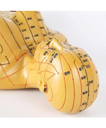 Human Acupuncture Template 50 cm Human Meridian Chinese Medicine Acupuncture Point Medicine Acupuncture Point Model Hand Rotate Anatomy Model - Buy Online on GoSupps.com