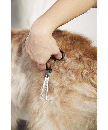 Buy Andis 6.5 Thinning Shears for Professional Dog & Cat Grooming | Right-Handed Grooming Shears (80645) - International Shipping Available - Buy Online on GoSupps.com