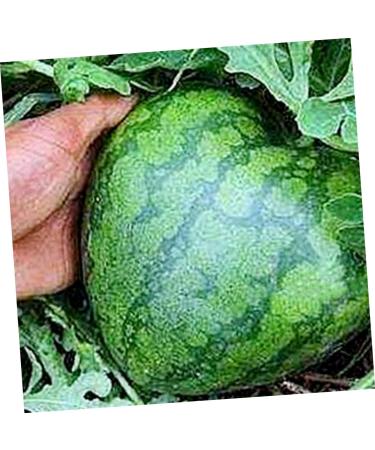 HOMSFOU Fruit Shaping Molds Vegetables Transparent Strawberry Forming Shaping Mould Garden Shaping Molds Fruit Watermelon Moss 17x17cm Transparent - Buy Online on GoSupps.com