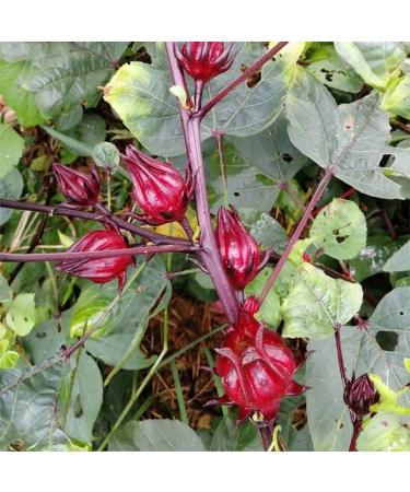 Hibiscus Tea Bags 150g Dried Hibiscus Flowers Tea Herbal Tea Caffeine Free 3g 50 Tea Bags - Buy Online on GoSupps.com