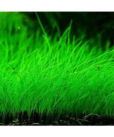 Aquarium Grass Plants Seeds Mini Hairy Grass Seeds 10G Fish Tank Aquarium Plant Aquatic Water Grass Plant Seeds Easy Grow