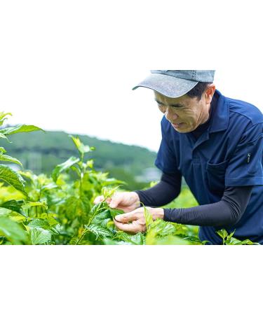 Delish Organics Mulberry Leaf Tea 60 Bags - Natural Carbohydrate Blocker - Organic JAS Certified (Made in Japan) - Buy Online on GoSupps.com