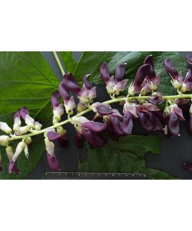 Mucuna Pruriens Extract - Organic Velvet Beans for Energy & Mood Support | 60 Caps - Buy Online on GoSupps.com