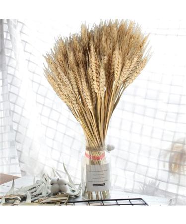 Dried Wheat Sheaves Stalks 100Pcs Natural Wheat Bouquet Artificial Elegant Dried Wheat Flowers Long Lasting Dried Wheat Sheaves Bundle Dried Wheat Sheaves Stalks for Fall Flowers Arrangement - Buy Online on GoSupps.com