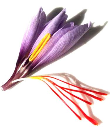 French Artisanal Saffron in pistils 0.2 gr rare and exceptional. - Buy Online on GoSupps.com