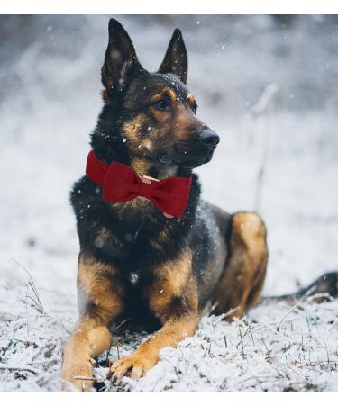 Dogwong Christmas Red Dog Collar with Removable Fly | Adjustable Pet Collar for Small Medium Dogs | Perfect Gift for Boys & Girls (Pack of 1) - Buy Online on GoSupps.com