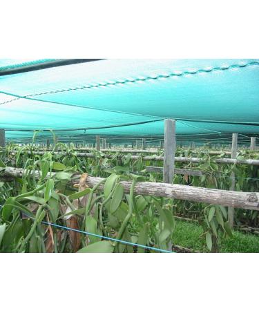Grade B Madagascar Bourbon Planifolia Extract Vanilla Beans - 10 Count - 12-14cm (4-5 inches) - Vanilla Products USA - Buy Online on GoSupps.com
