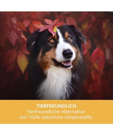 Sensipharm L-Lysine for Dogs & Cats | 100 High Dosed Lysine Softgels at 670mg to Support the Immune System | Naturally Pure A - Buy Online on GoSupps.com