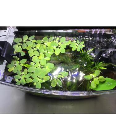 10x Water Lettuce pistia stratiotes Dwarf Mini Live Aquarium Floating Plants - Buy Online on GoSupps.com