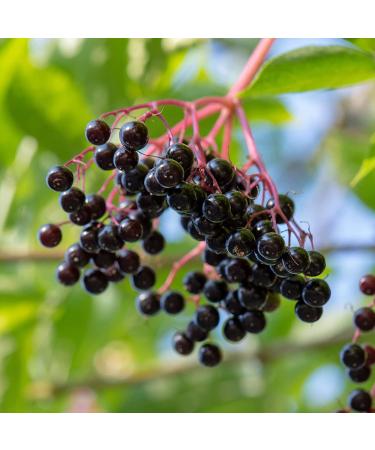 Frontier Co-op Organic Elderberry Syrup Blend - Herbal Mix 4.23 oz | Boost Immunity - Buy Online on GoSupps.com