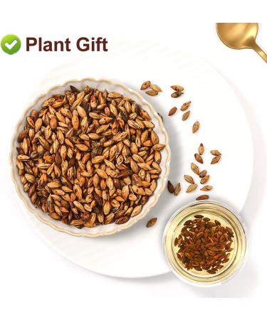 100% Black Barley Tea ( Th d'orge Organique Damai Cha ) Oriental coffee Fast Weight Loss Slimming Tea Thin Belly Burning Fat slim Health Natural Herbal Flower Tea 200g/7oz - Buy Online on GoSupps.com