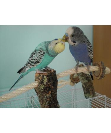 Natural Cork Climbing Rope for Birds - Eco-Friendly Bird Toys and Accessories for Budgies and Cockatiels - Buy Online on GoSupps.com
