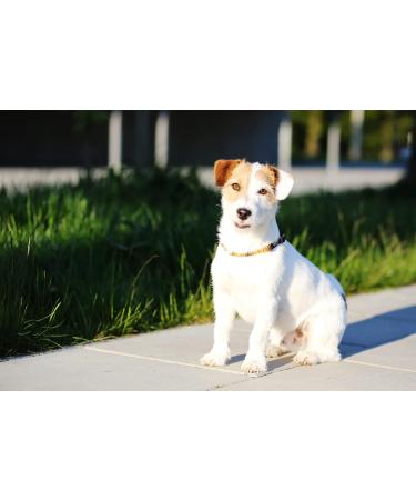 B-A-L Baltic Amber & African Jade Pet Collar - Flea & Tick Prevention for Dogs & Cats (25-65 cm) - 60cm Adjustable Dog Chain - Buy Online on GoSupps.com