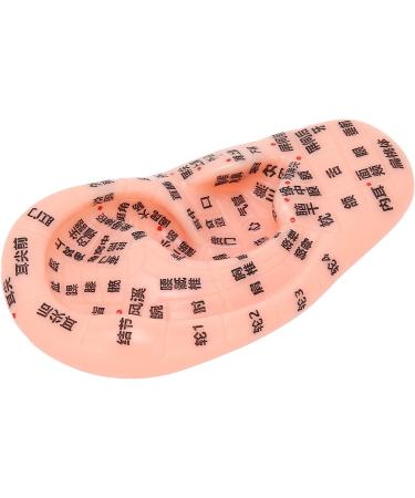 13 cm Ear Acupuncture Model | Ear Zone Pressure Point Learning Tool | International Shipping Available - Buy Online on GoSupps.com
