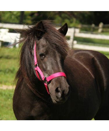 NetProShop Halter & Lead Rope for Mini Shetty to XL Full Size - Pink Pony Color - Buy Online on GoSupps.com