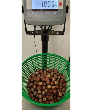 Hazelnut in shell - Origin France - South West - Sold in bulk of 1 kilo - Buy Online on GoSupps.com