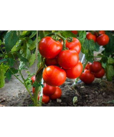 SAFLAX - ORGANIC - Tomato - Rose de Berne - 10 seeds - Solanum lycopersicum - Buy Online on GoSupps.com