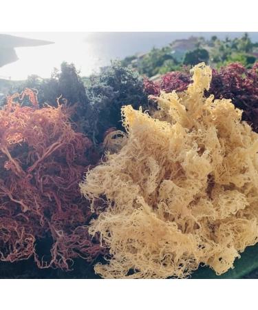 Sea Moss (Irish Moss) 100g - Golden Wildcrafted Jamaican Product Organic Non GMO Vegan Packed with 92 Minerals + Vitamins Excellent for Smoothies Skincare etc - Buy Online on GoSupps.com