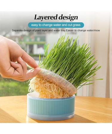 Anulely Cat Grass Plant Container - Earth-Free Sprouter Tray for Indoor Cats & Pets | Stylish Blue Planting Box for Home D cor - Buy Online on GoSupps.com