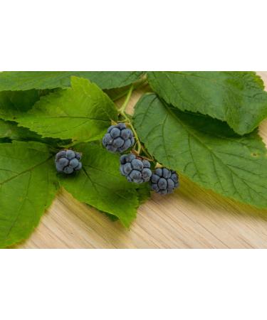 Blackberry Leaf Tea | Rubus L - Rubi Fruticose Folium | Ronce Feuille Tisane Health Embassy (100g) - Buy Online on GoSupps.com