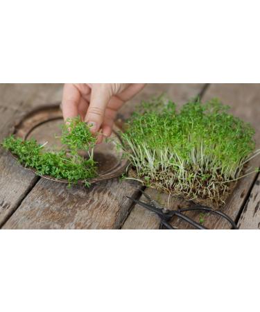 Cress Seeds 100g Aserio Seeds Watercress Seeds Haleen Seeds Halim Seeds Cressonnette Garden cress Seeds Aliv Seeds - Buy Online on GoSupps.com