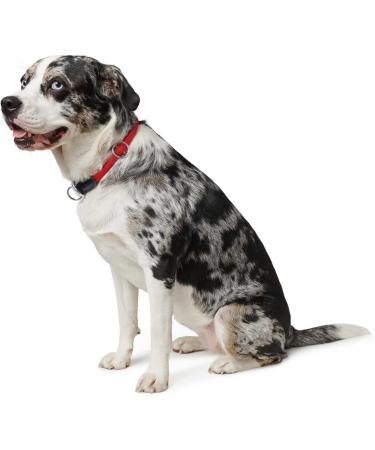 HUNTER Freestyle Dressage Dog Collar - Robust Weatherproof Pull Stopper in Red (Size S 35) - International Shipping Available - Buy Online on GoSupps.com