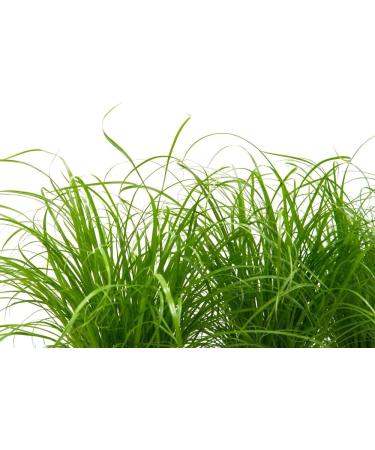 Buy Common Cat Grass (Cyperus alternifolius Zumula) - Premium Quality for Healthy Cats | International Shipping Available - Buy Online on GoSupps.com