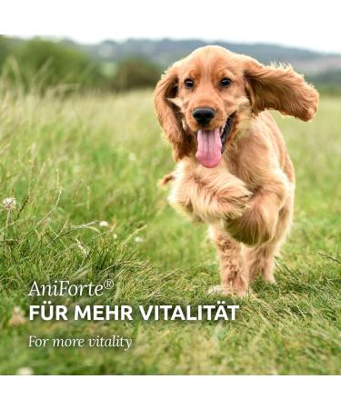 AniForte Fellharmonie Feeding Oil for Dogs & Cats 500ml | Natural Fur Care with Salmon Evening Primrose & Hemp Oils | Omega 3 & 6 for Shiny Fur & Healthy Skin - Buy Online on GoSupps.com