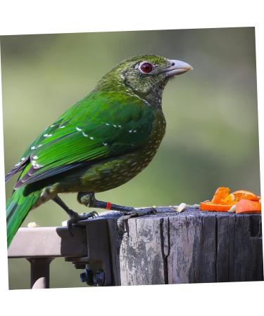 BESPORTBLE 100 Pcs Pigeon Anklet Baby Products Identification Perches Stuff Plastic Bird Ankle Ring Red Chicken 1.3X1.3CM Red - Buy Online on GoSupps.com