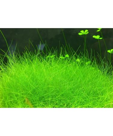 Dwarf Hairgrass Clumps Eleocharis Parvula - Live Aquarium Freshwater Plant - Buy Online on GoSupps.com