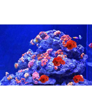 4-Piece Artificial Coral Ornaments for Aquariums - Red Underwater Plants | Perfect Fish Tank Decorations - Buy Online on GoSupps.com