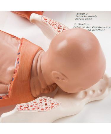 3B Scientific VG393 Labor Stages Model 12.2-Inch Lengthx15.7-Inch Widthx5.1-Inch Height - Buy Online on GoSupps.com