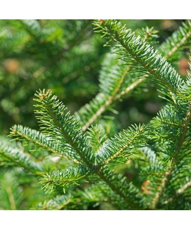 Aromatics International Premium Organic Balsam Fir Essential Oil 5ml | 100% Pure Essential Oil for Diffusion Aromatherapy & Wellness Use Balsam Fir 0.17 Fl Oz (Pack of 1) - Buy Online on GoSupps.com