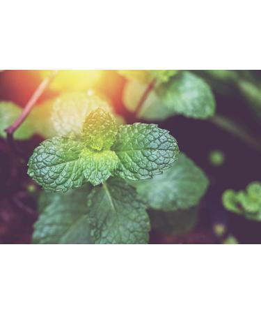 Sports equipment Mynatura Organic peppermint leaves dried I peppermint I whole leaves I peppermint tea I herbal tea I tea I aromatic I in bag 500 g - Buy Online on GoSupps.com