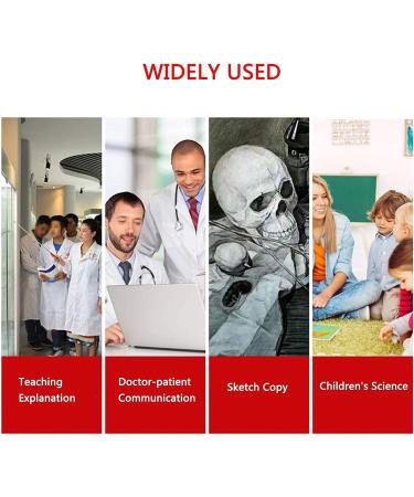 Animal Joint Model - Dog Knee Joint Model - Teaching Model of Dog Knee Joint Medicine - Used for Demonstration Assistance - Buy Online on GoSupps.com