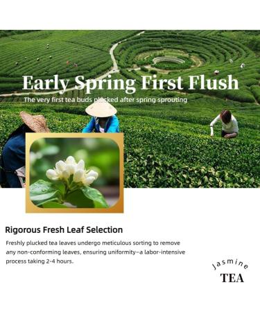 HQZM Premium Jasmine Tea 250g 882oz Strong Aroma Spring Green Tea Long Lasting Floral Scent Ideal for Gifting - Buy Online on GoSupps.com