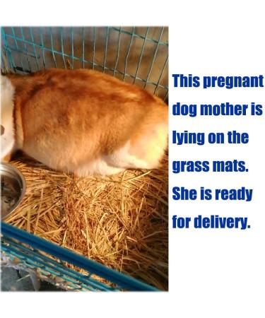 Grass Mat Woven Bed Mat for Small Animal Bunny Bedding Nest Chew Toy Bed Play Toy for Guinea Pig Parrot Rabbit Bunny Hamster Rat(Pack of 3) (3 Grass mats) Basic - Buy Online on GoSupps.com